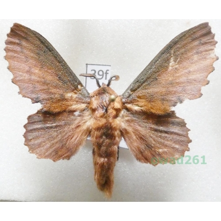 Gastropacha quercifolia (Linnaeus, 1758) male Barczatka dębolistna Poland39f